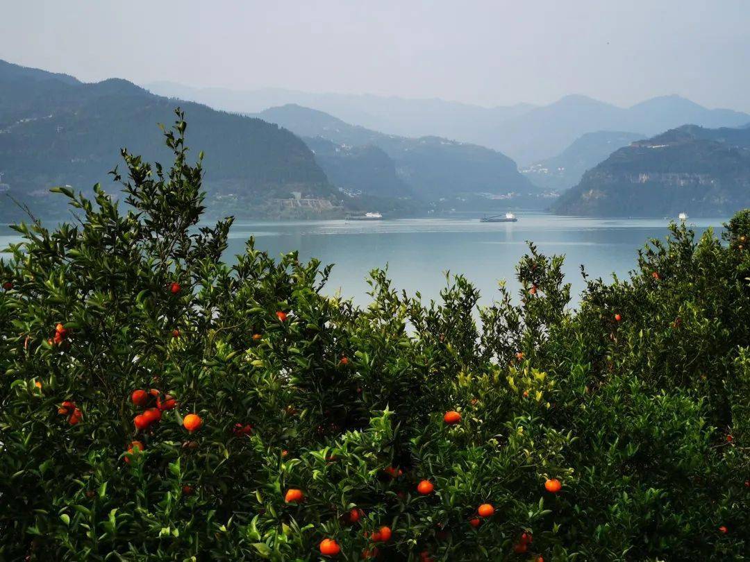在重庆哪里的柑橘最好吃