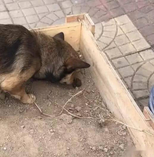 成语什么埋土狗_小土狗(3)