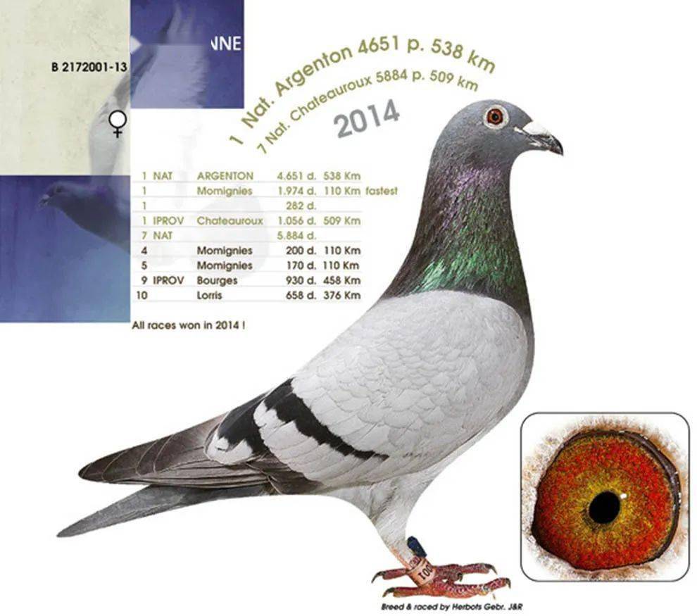 凡登伯格14-盖雷9754羽全国1位宁夏古田鸽舍马小刚 精选实战铭鸽