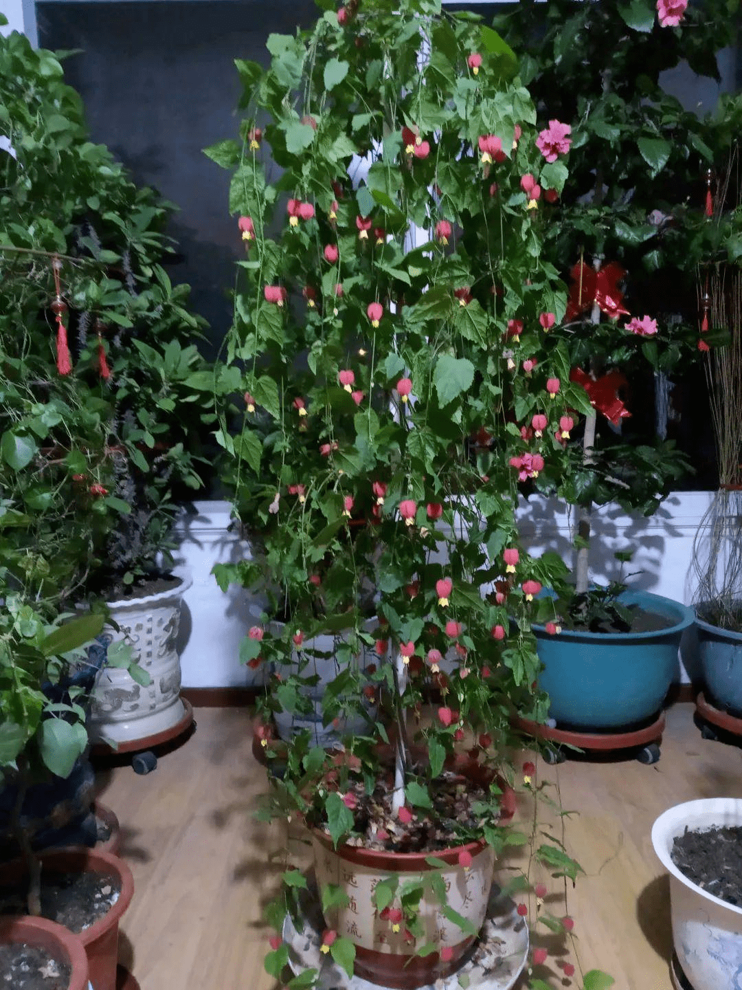 家里养盆蔓性风铃花 掌握4点养护技巧 全年花开不间断 花多多