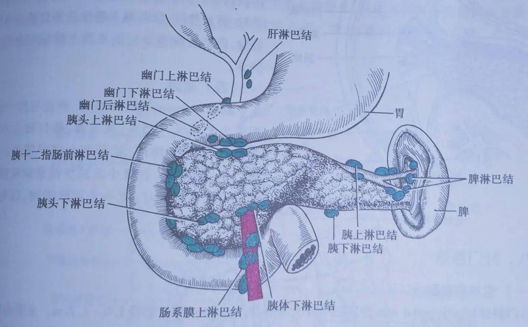 胰腺的解剖位置示意图图片