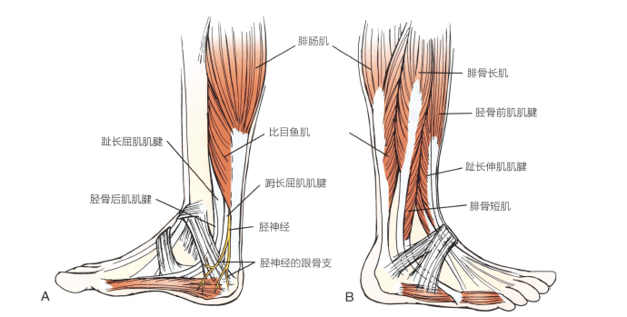 解剖:腓深神经和胫后神经,腓骨长肌和腓骨短肌,胫骨前肌,87长伸肌