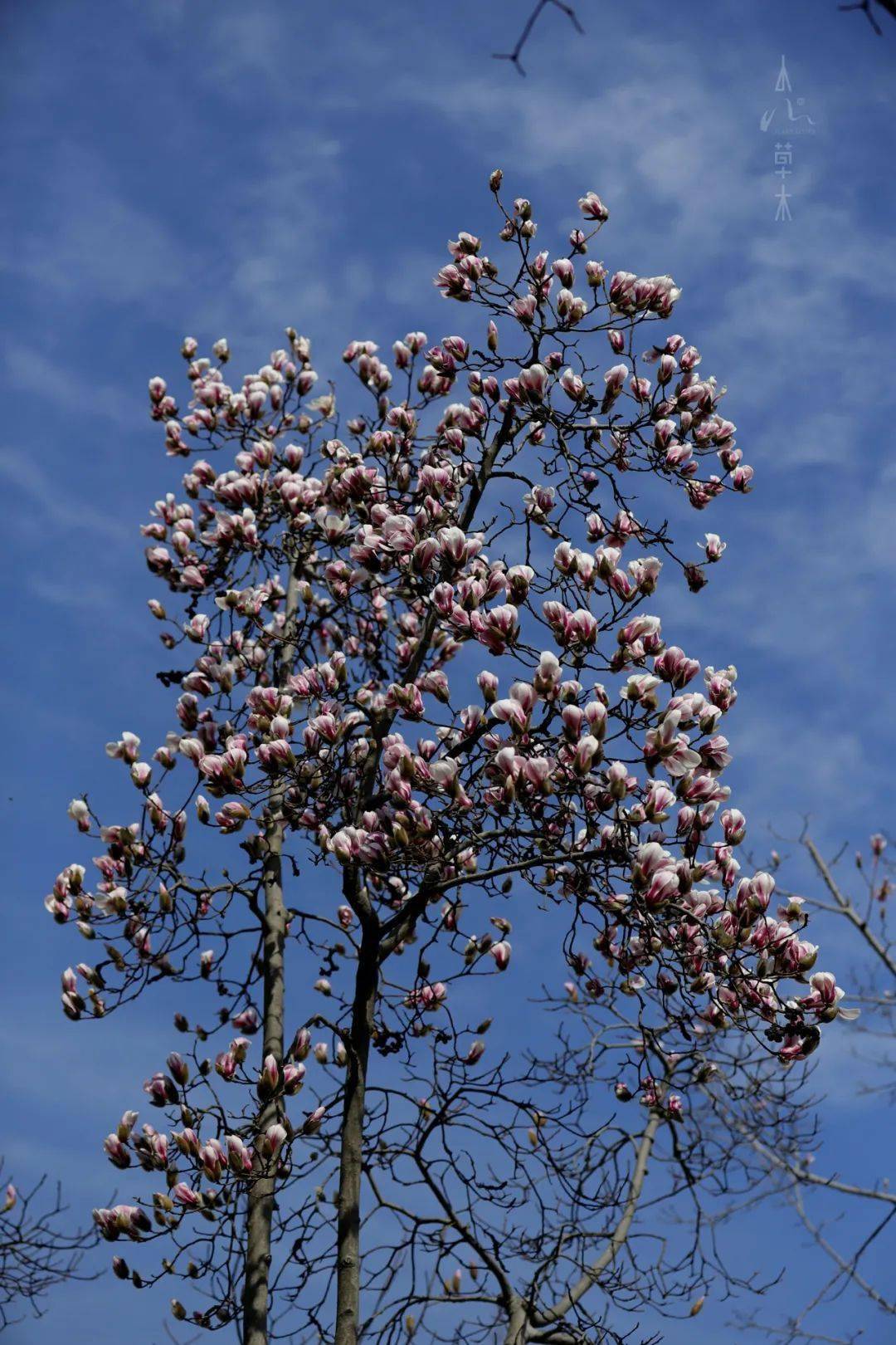 望春玉兰花开满树引春来