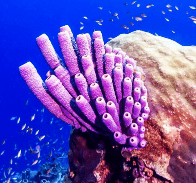 什么是海绵动物 ad3f2c11e284458e8a83509888f4d211.png