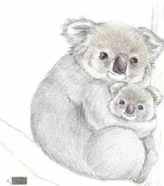 彩铅动物树袋熊妈妈抱着宝宝