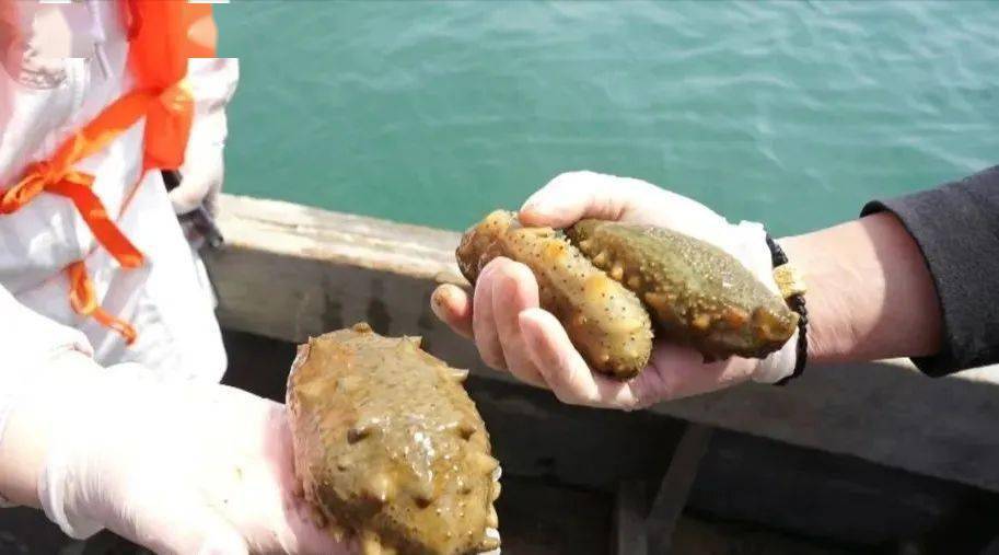 一湾碧水的海参都是经过五年期生长的野生海参.