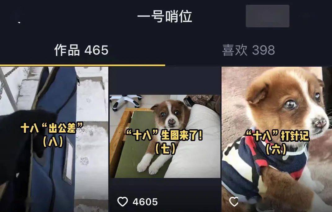還記得那隻在雪地里被兵哥哥救了的小土狗「十八」嗎？現在它被寵上了天！ 萌趣萌寵 第6张
