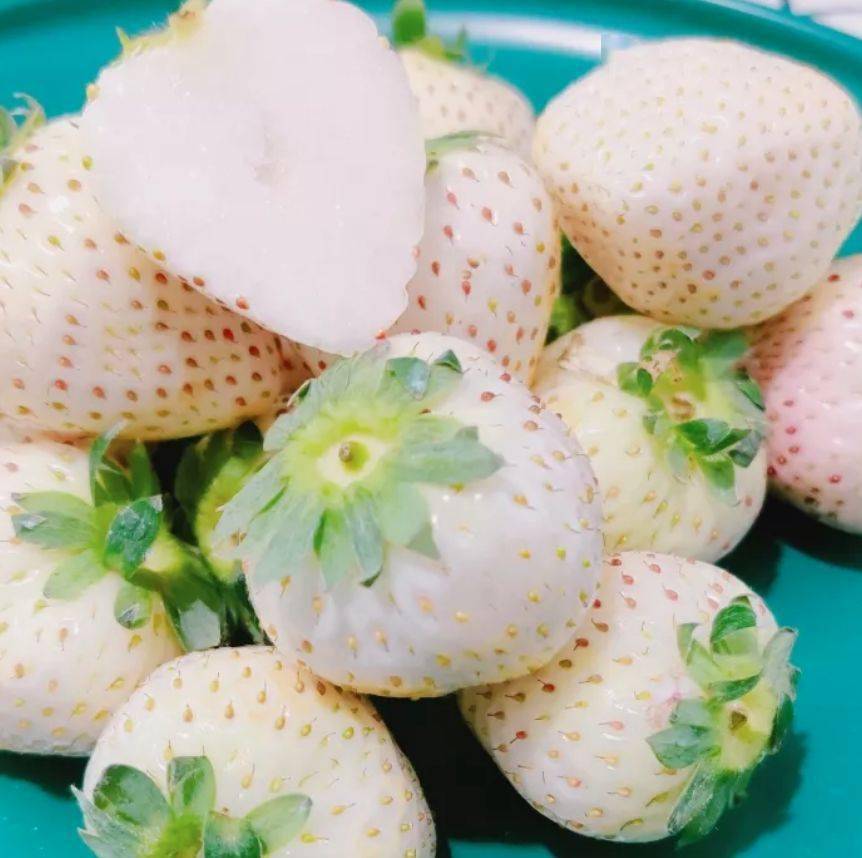 草莓自由日本800元斤的淡雪草莓新春特惠只要100多