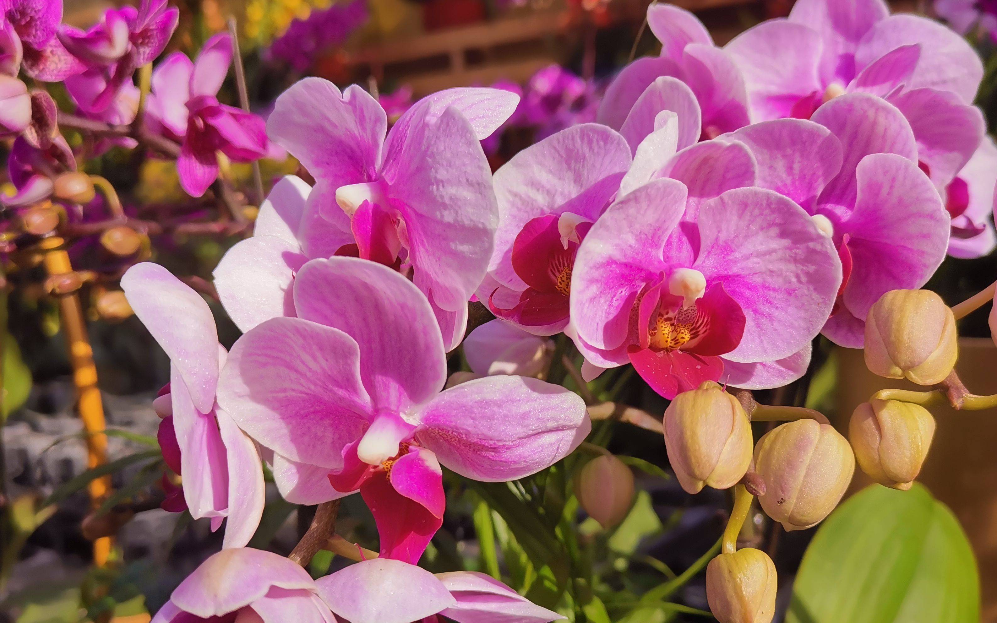 蝴蝶兰 植物界的拟态大师为何成了明星年宵花 兰花中
