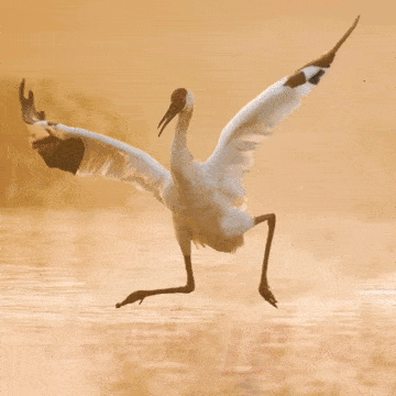 恭鹤新禧这才是江西人的贺岁表情包