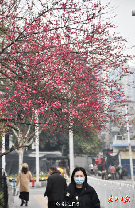 武汉街头梅花迎新春