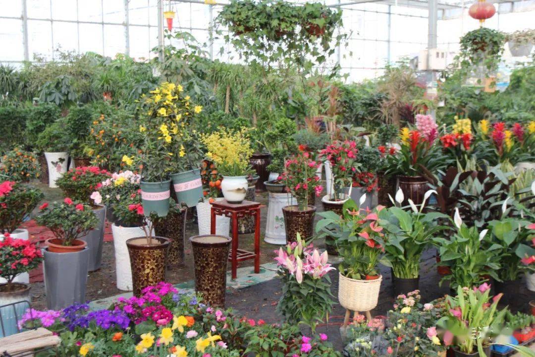 【关注】春节市场花卉走俏_大棚