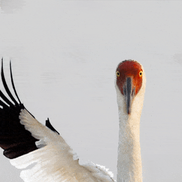 恭鹤新禧请查收江西人的贺岁表情包