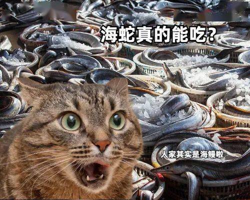 當北方貓貓第一次見到南方海鮮時...... 萌趣萌寵 第3张