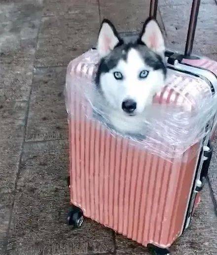 网友用行旅箱装哈士奇回家过年,结果半路就遭到了围观,好沙雕!