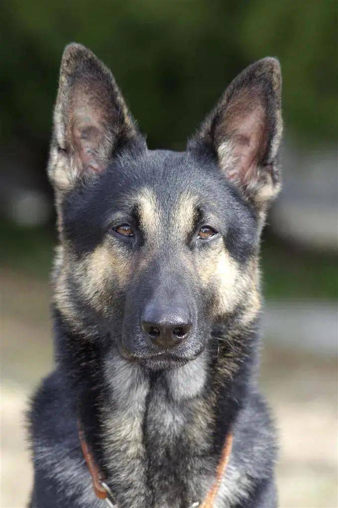 警犬搜尋失蹤者時自己走失了，然後被警犬搜尋...哈哈哈哈禁止套娃！ 萌趣萌寵 第6张