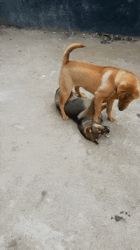 3dd59d0bdcb24c88b270aaa33cd65bb1.gif