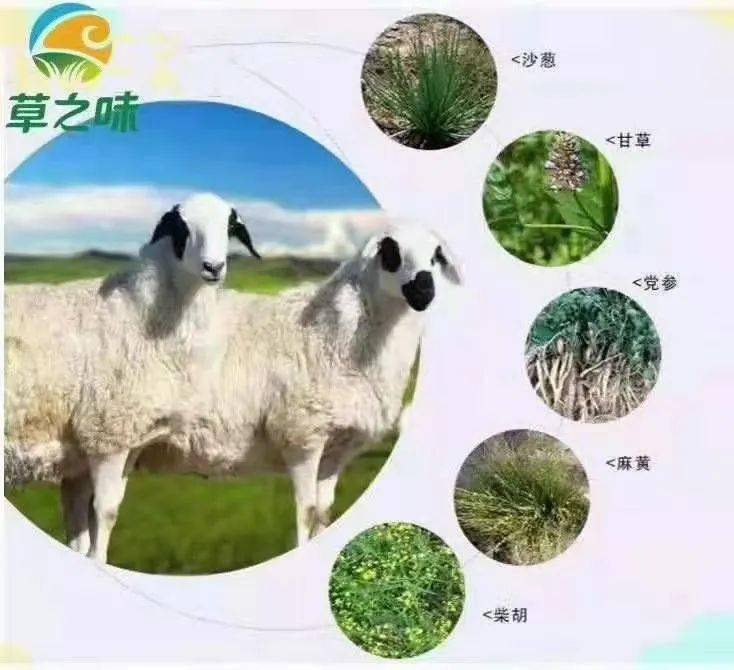 头条草之味擦亮金字招牌让苏尼特羊肉香飘万里