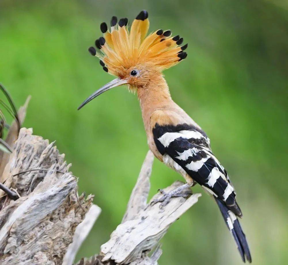 罕见阜阳三里湾发现受伤戴胜