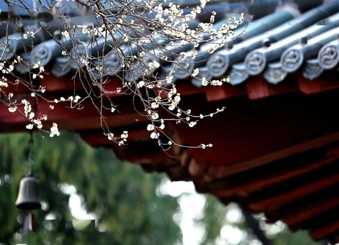 天台摄记之国清寺古刹隋梅次第开暗香满院知音来┃拍摄阳光金子