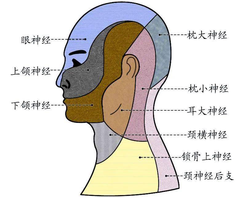 局部解剖学—面部-浅层_神经