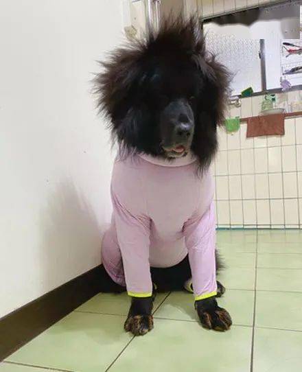 主人拿了件粉色保暖衣給狗子穿上，它直接炸毛了：像極了​睡醒時的我！ 萌趣萌寵 第4张