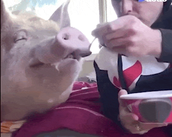 猪吃饭动态图片图片