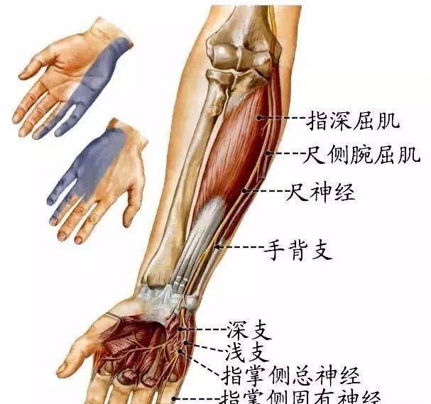 周围神经——脊神经全集_皮肤
