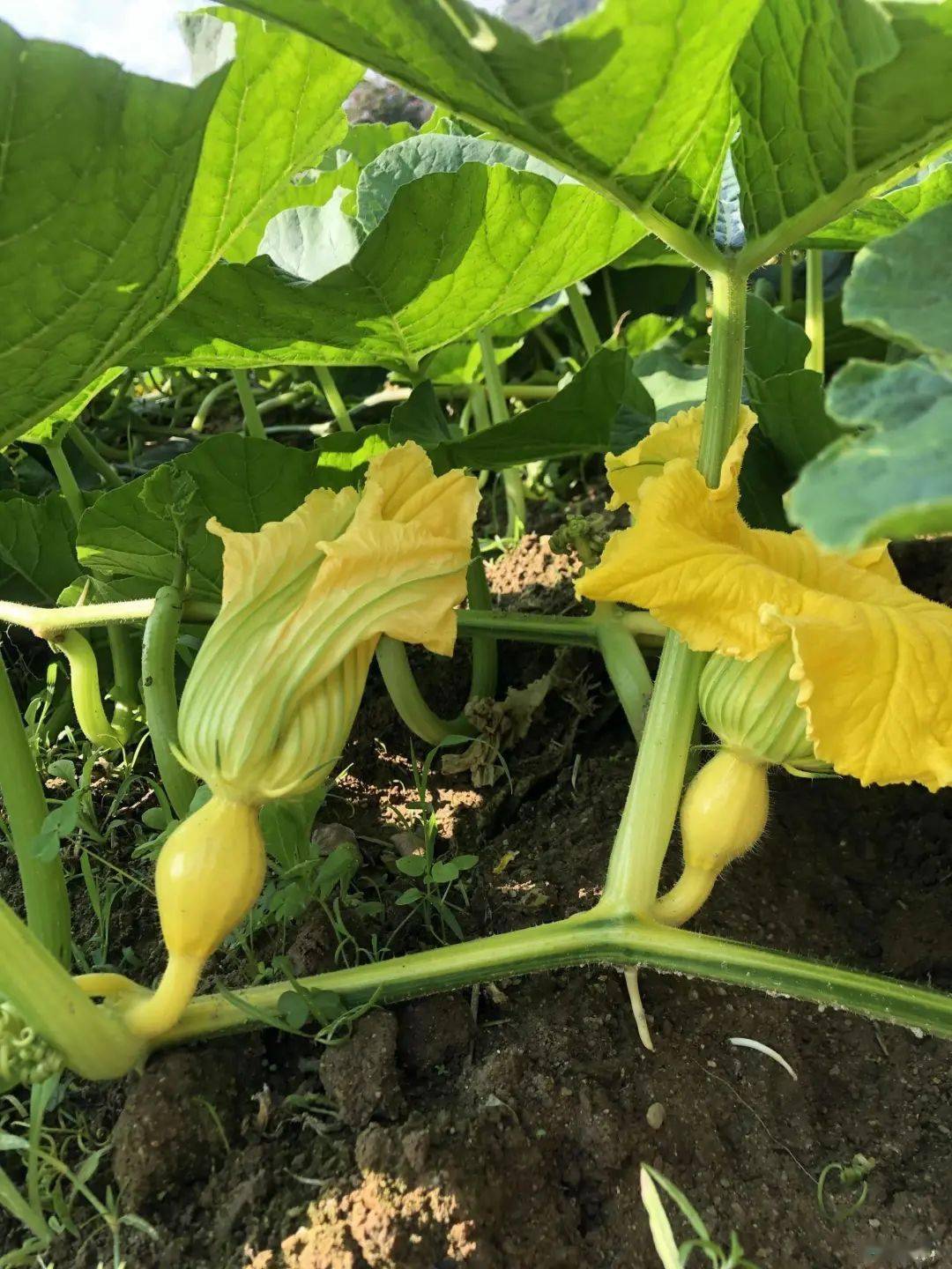 者米乡贝贝南瓜花开斗艳长势喜人