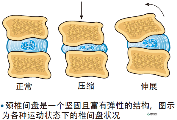 疼痛解剖学