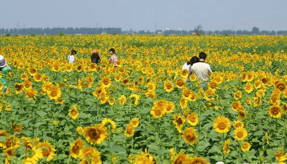 中國東營好玩又好看的景點園博園萬畝葵園綠島莊園攬翠湖