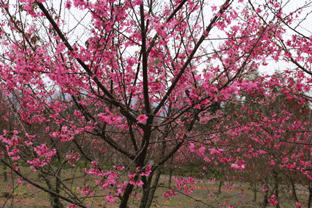 又到了一年春花烂漫的季节,中江县的樱花岭从台湾引进的两万多株寒绯