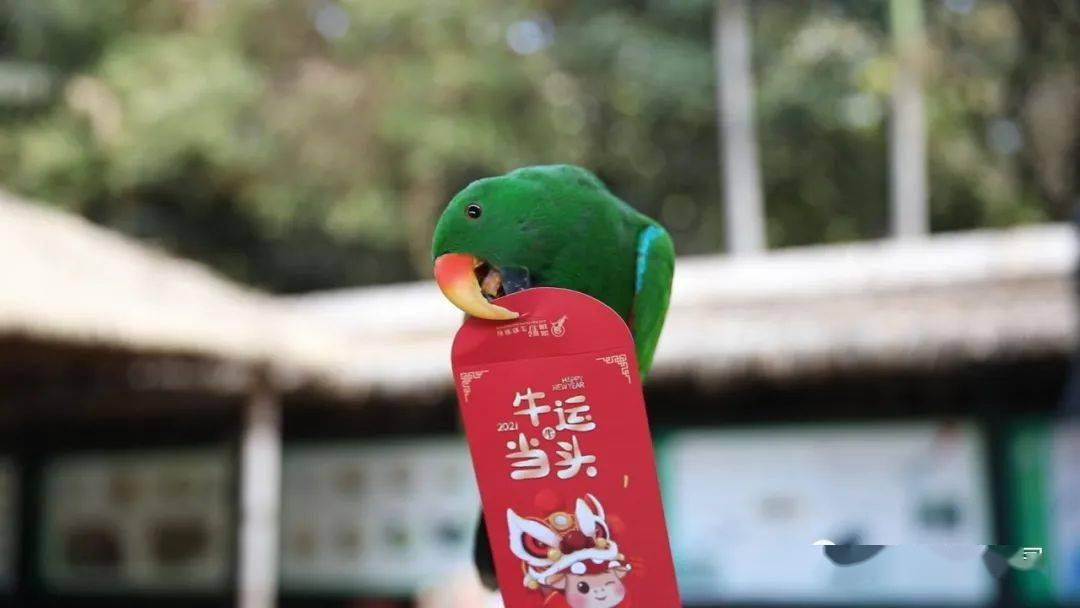 "逗利是"最强攻略来了~_红包