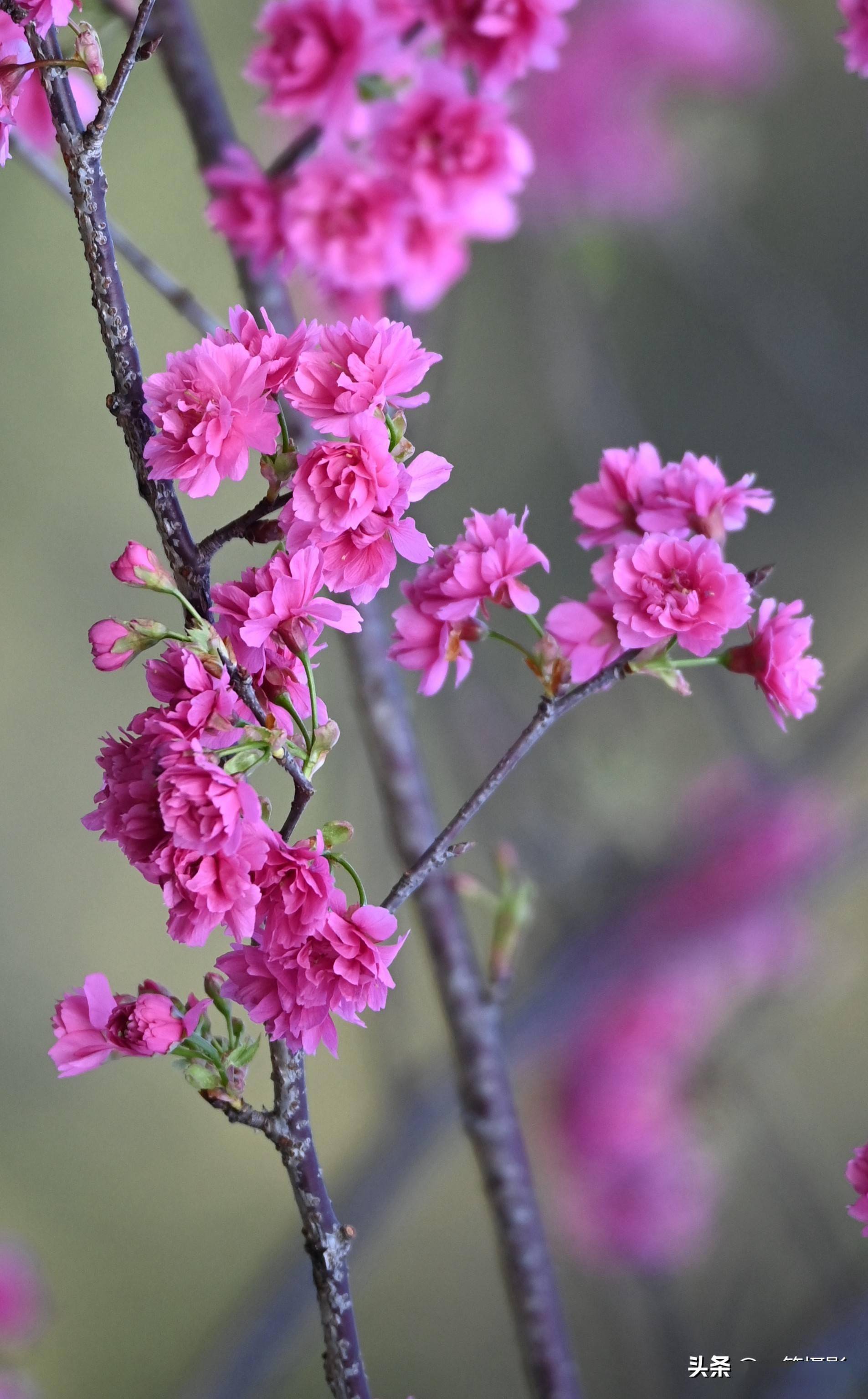 重瓣钟花樱桃,满屏迎新年_樱花