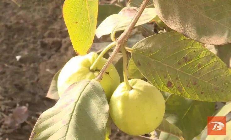 四季梨在敦煌市种植成功_沈艳娥