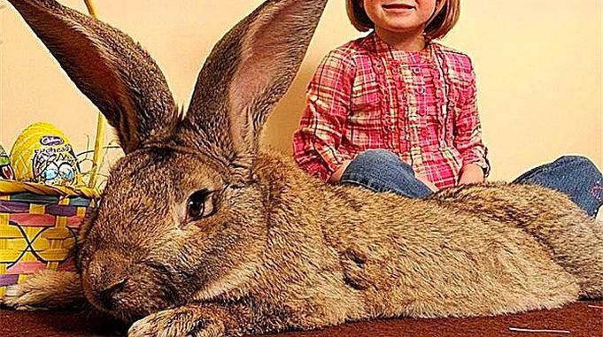 世界上最大的兔子体重高达45公斤堪称兔子中的巨无霸