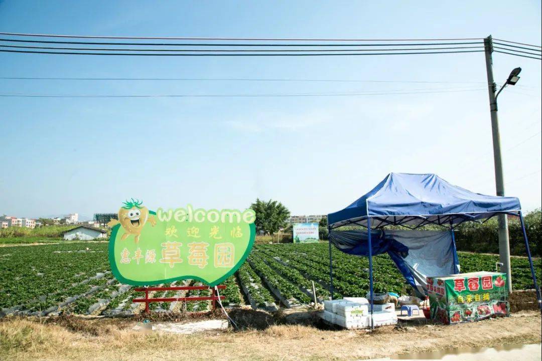 惠东县城周边最新草莓采摘地图!_惠州