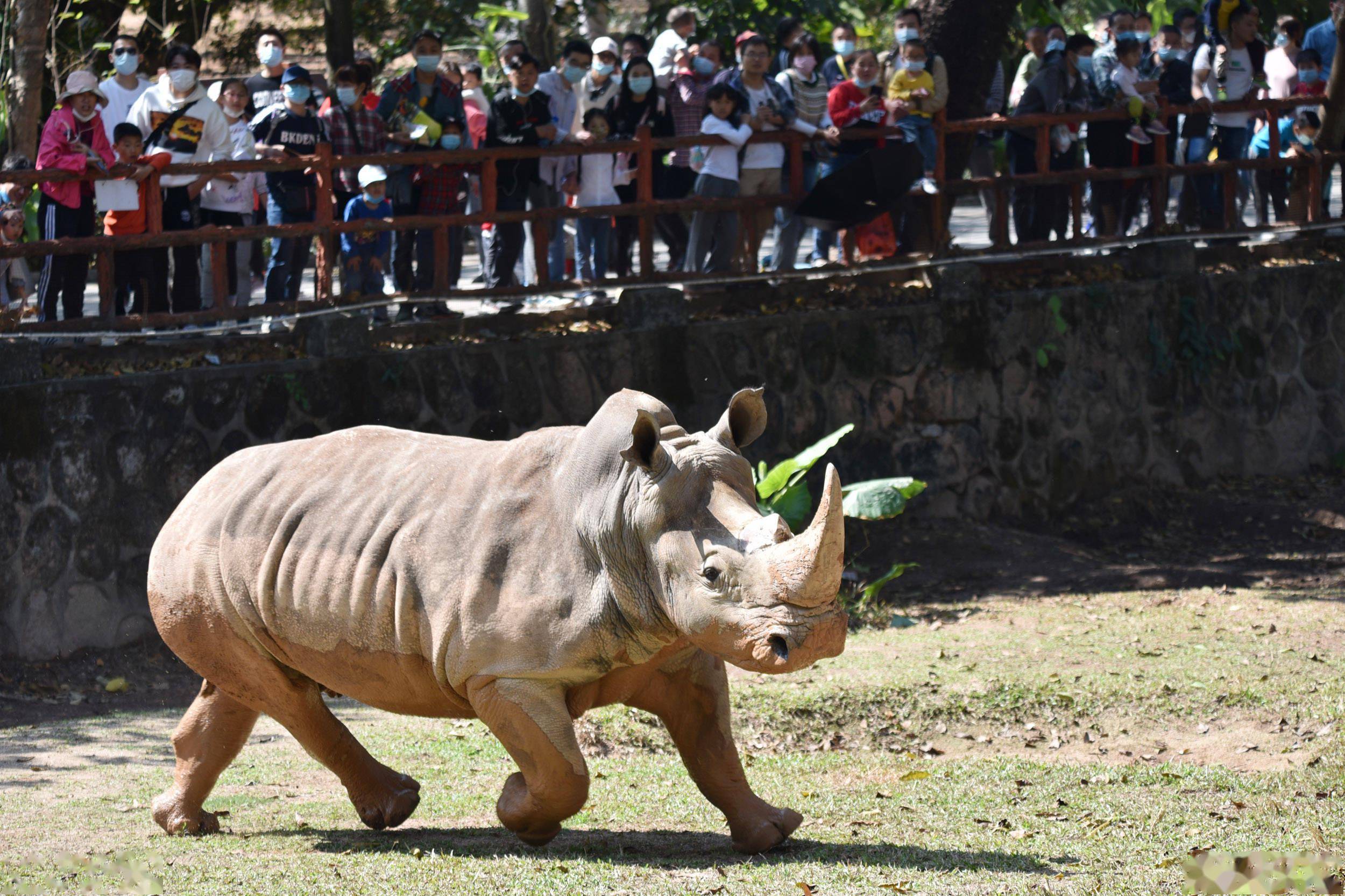留深过年动物萌态十足贺牛年