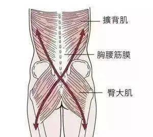 乾貨:從筋膜的角度看腰痛.腰肌筋膜炎是個什麼東西