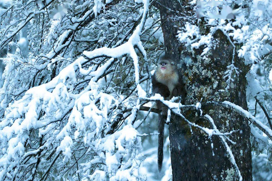 雪地生灵丨白马雪山精灵滇金丝猴