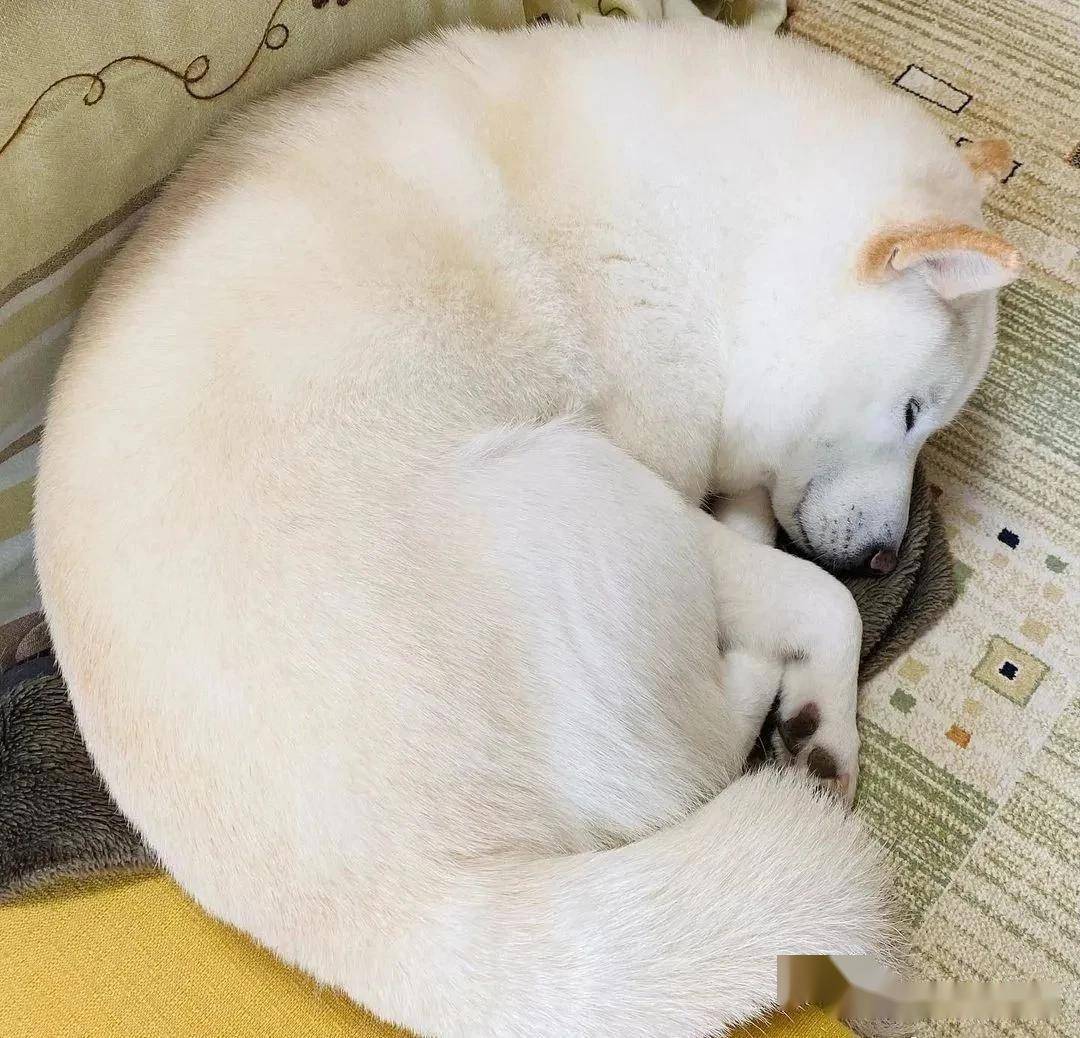 这只柴柴凭睡觉的样子,治愈了不少强迫症网友
