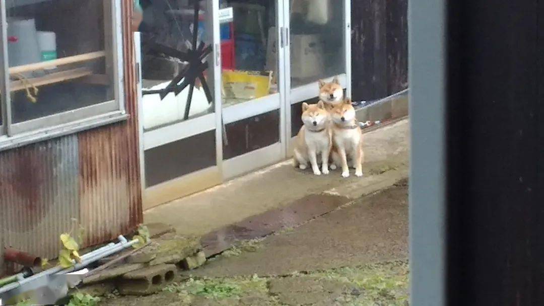 「救命啊，我家狗子鼻涕都凍住了還非要散步！」 萌趣萌寵 第5张
