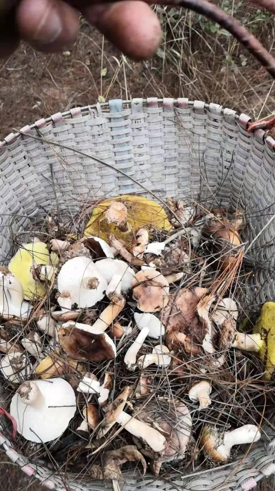 宁都多少人口_宁都翠微峰(2)