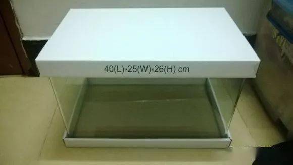 绿河豚好养活饲养时一定得具备这些东西