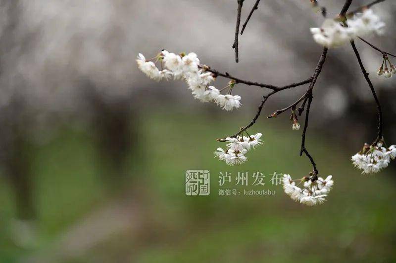 大假过半，赏花去！泸州这些花儿已开好