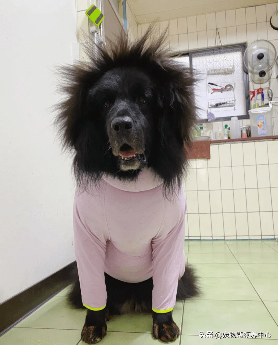 霸气獒犬秒变爆炸鸡窝头笑喷网友这是高压电吧哈哈
