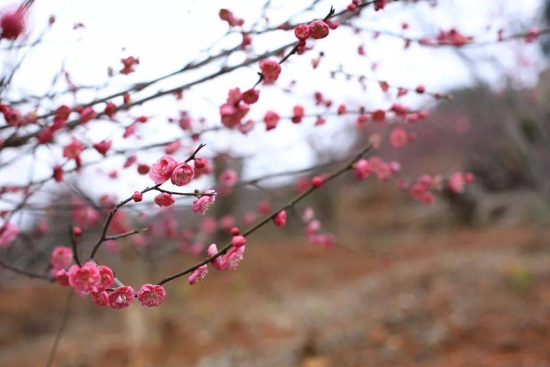 惠来溪西村有多少人口_惠来溪洋小学校园图片