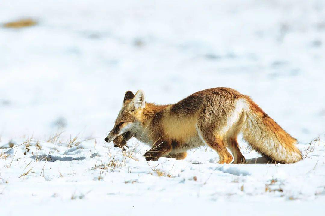 雪地生灵丨赤狐 新增为国家二级重点保护野生动物 Vulpes