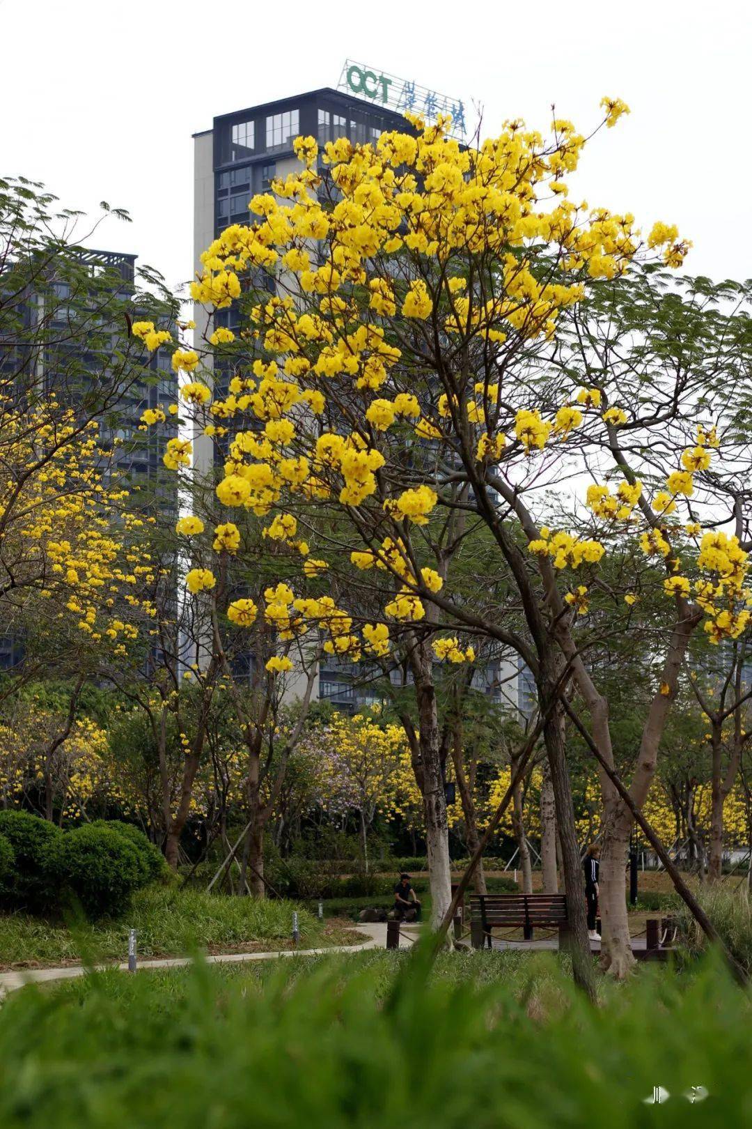 顺峰山公园黄花风铃木图片