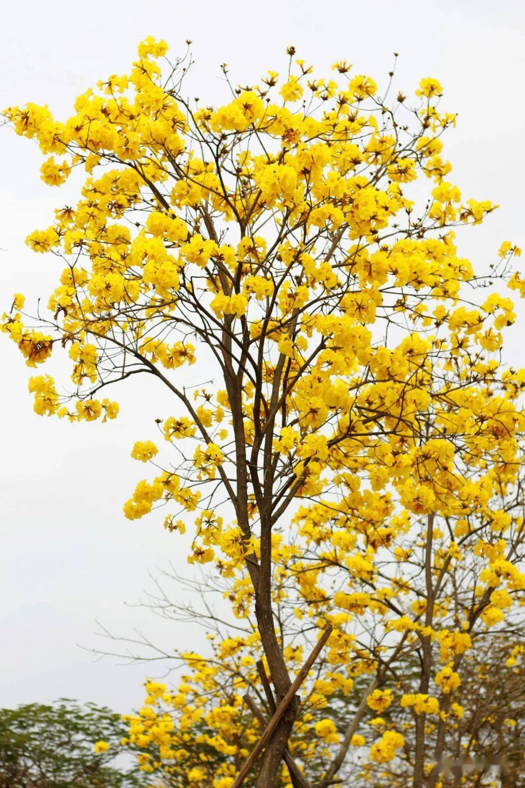 华南植物园黄花风铃木图片